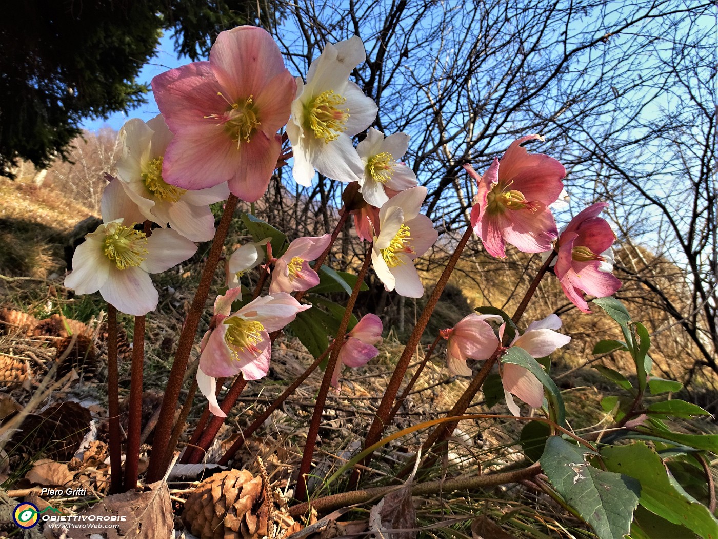 06 Ellebori in fiore sul sentiero panoramico 503 in discesa da Cima Cornetti.JPG